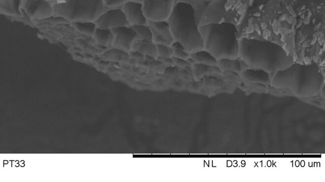 SEM image of the inner structure of a fir needle; Lab Professor Heyko Schultz SEM image of internal structure of fir needle; Lab Professor Heyko Schultz