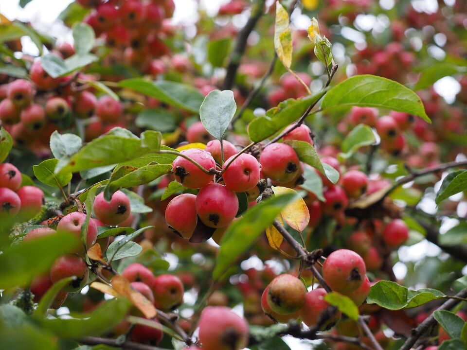 Zierapfel