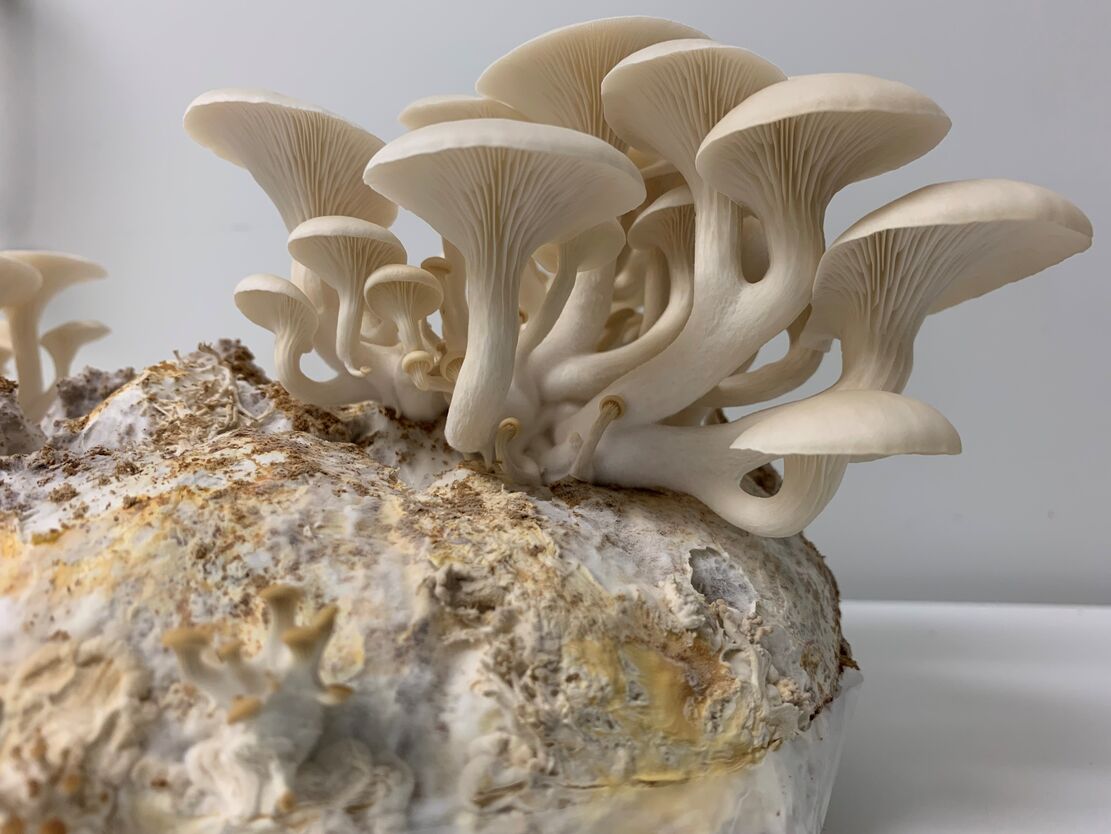 Oyster mushroom