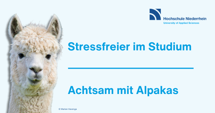 Banner with alpaca