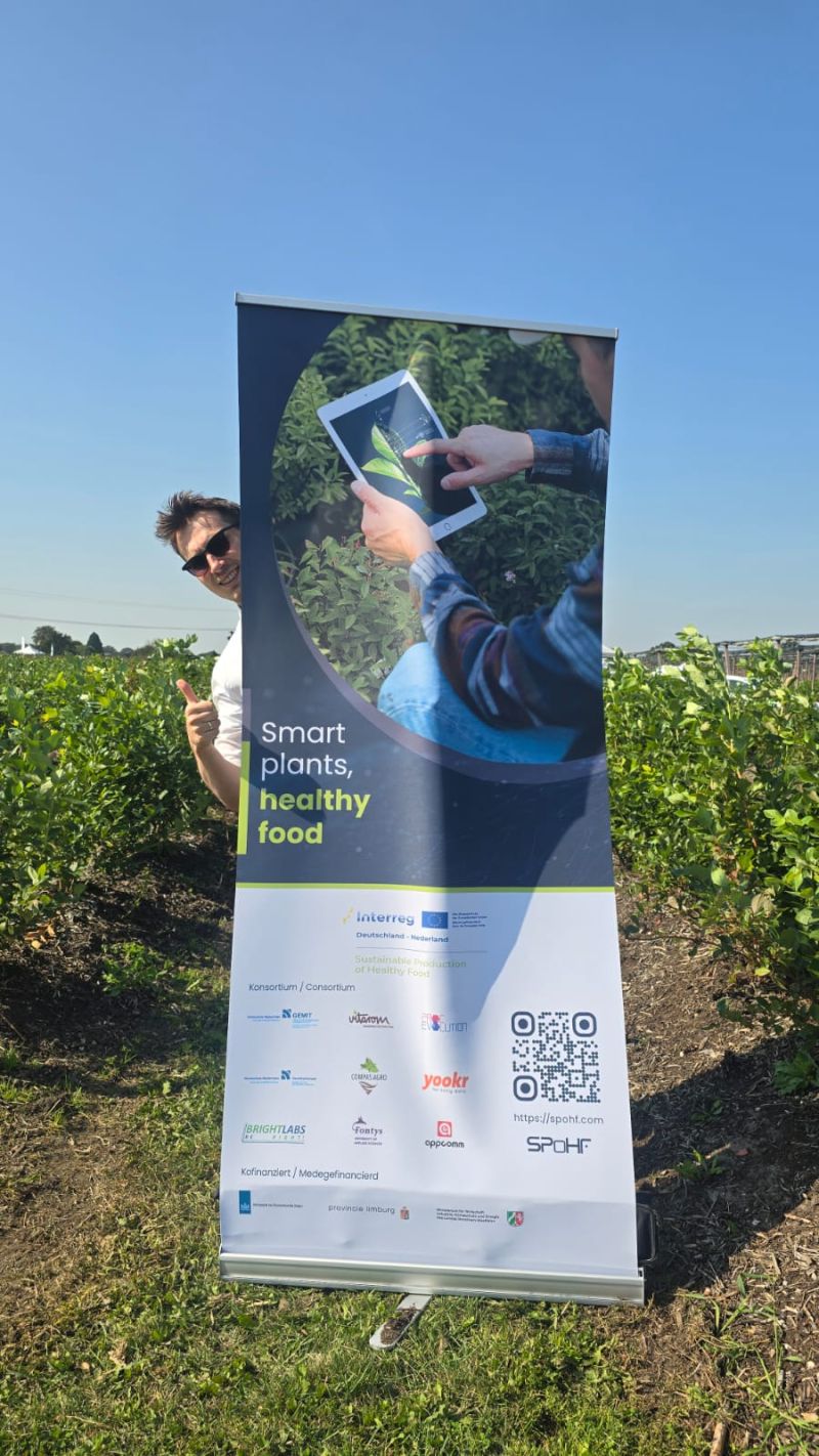 SPoHF on the blueberry field